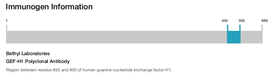 GEF-H1 Polyclonal Antibody