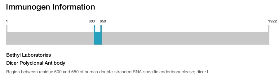 Dicer Polyclonal Antibody