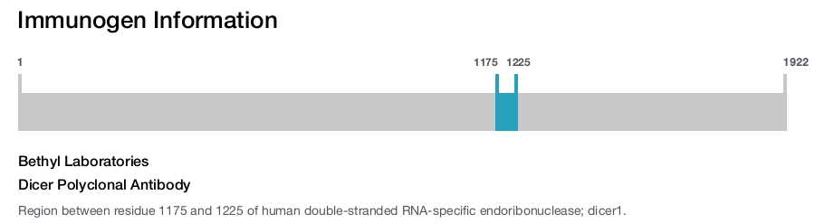 Dicer Polyclonal Antibody