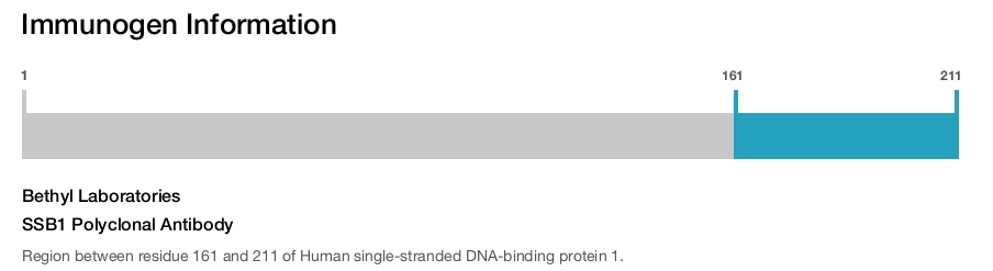 SSB1 Polyclonal Antibody