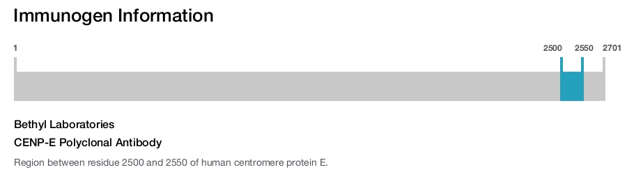 CENP-E Polyclonal Antibody