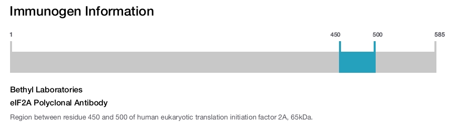 eIF2A Polyclonal Antibody