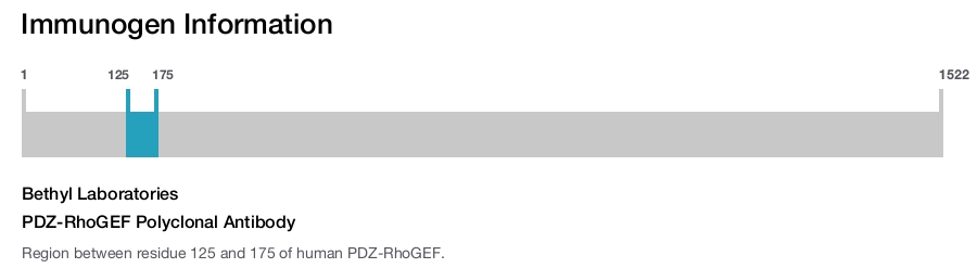PDZ-RhoGEF Polyclonal Antibody