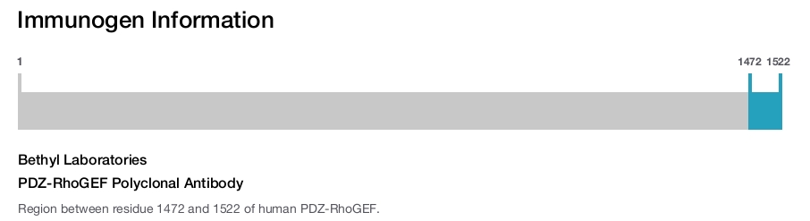 PDZ-RhoGEF Polyclonal Antibody