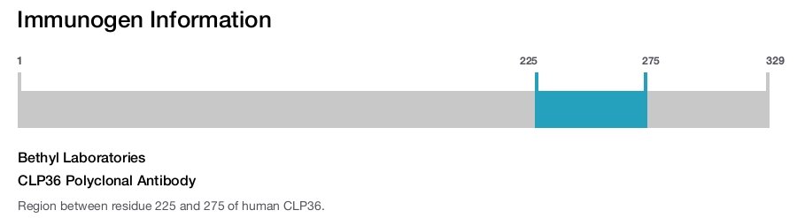 CLP36 Polyclonal Antibody