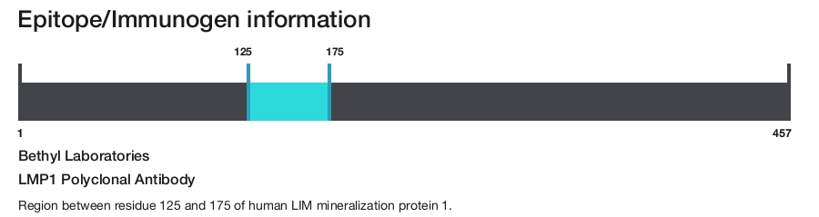LMP1 Polyclonal Antibody
