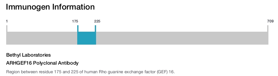 ARHGEF16 Polyclonal Antibody
