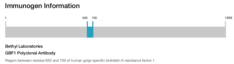 GBF1 Polyclonal Antibody