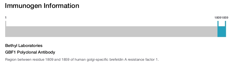 GBF1 Polyclonal Antibody
