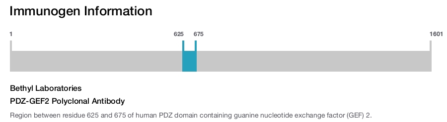 PDZ-GEF2 Polyclonal Antibody