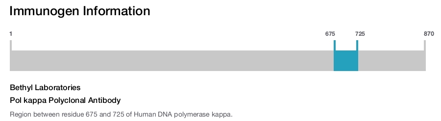 Pol kappa Polyclonal Antibody