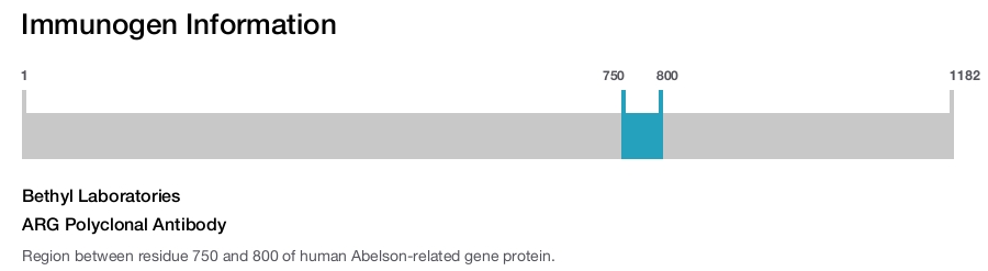 ARG Polyclonal Antibody