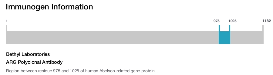 ARG Polyclonal Antibody