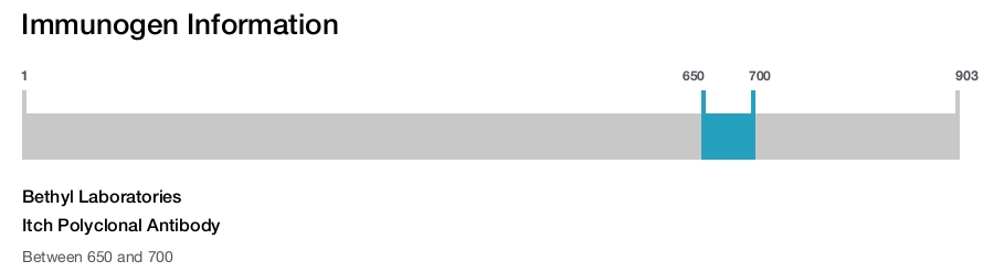 Itch Polyclonal Antibody