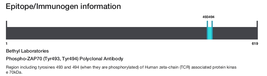 Phospho-ZAP70 (Tyr493, Tyr494) Polyclonal Antibody