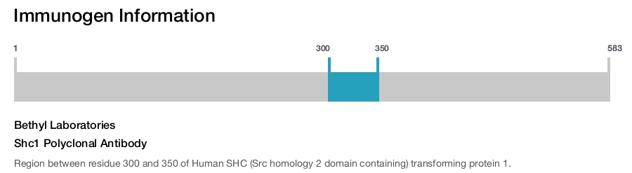 Shc1 Polyclonal Antibody