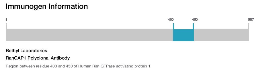 RanGAP1 Polyclonal Antibody