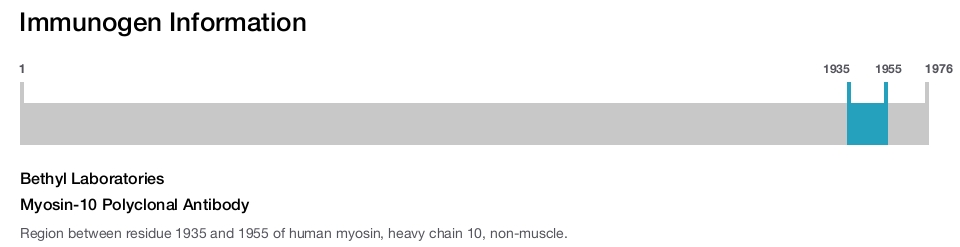 Myosin-10 Polyclonal Antibody