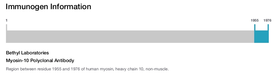 Myosin-10 Polyclonal Antibody