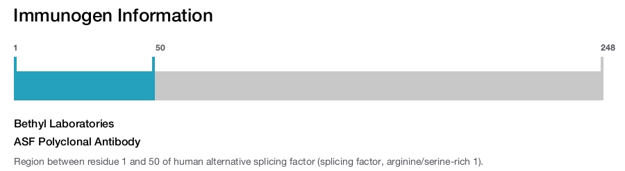 ASF Polyclonal Antibody