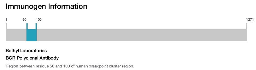 BCR Polyclonal Antibody
