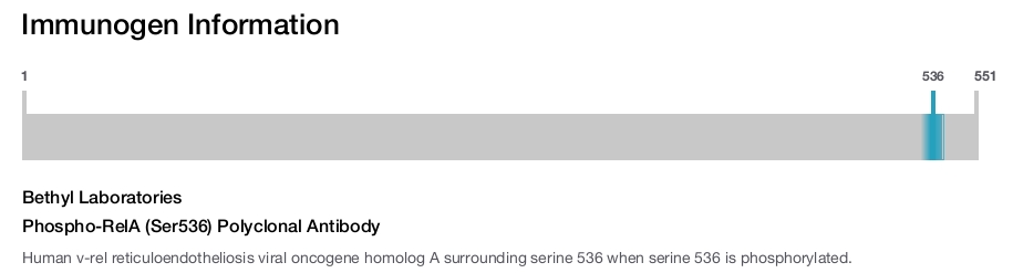 Phospho-RelA (Ser536) Polyclonal Antibody