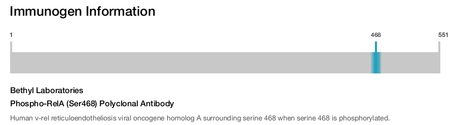 Phospho-RelA (Ser468) Polyclonal Antibody