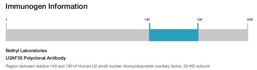 U2AF35 Polyclonal Antibody