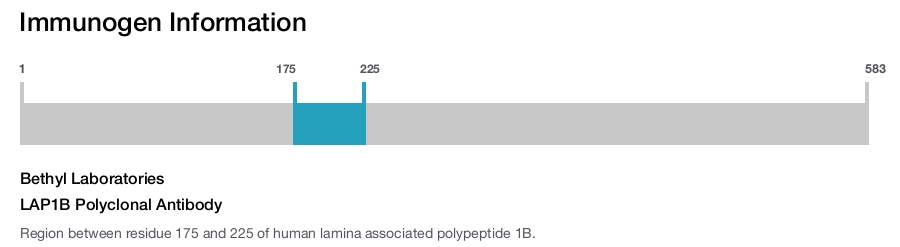 LAP1B Polyclonal Antibody