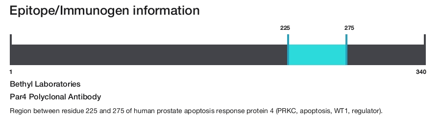 Par4 Polyclonal Antibody