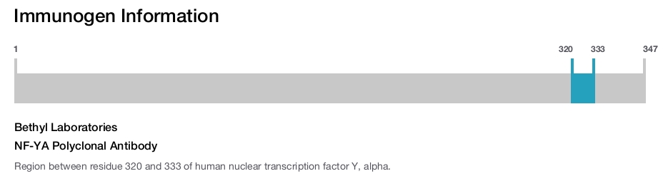 NF-YA Polyclonal Antibody