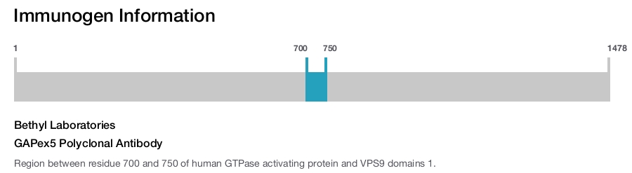 GAPex5 Polyclonal Antibody