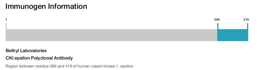 CKI epsilon Polyclonal Antibody