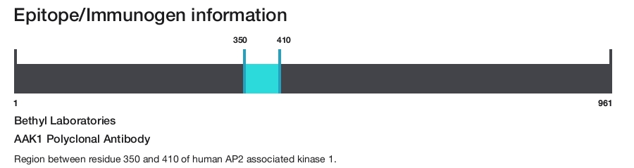 AAK1 Polyclonal Antibody