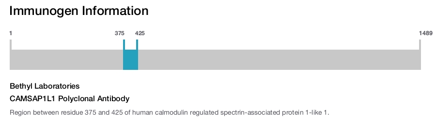CAMSAP1L1 Polyclonal Antibody