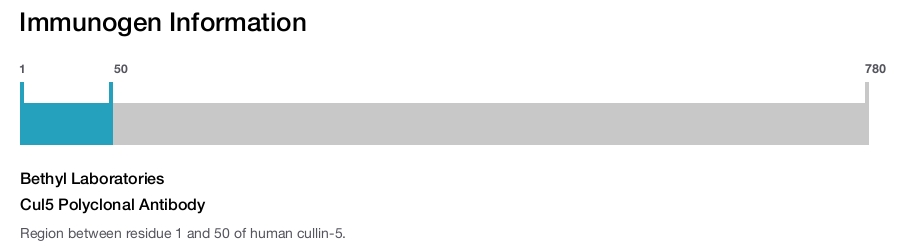 Cul5 Polyclonal Antibody