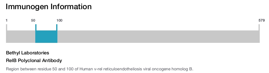 RelB Polyclonal Antibody