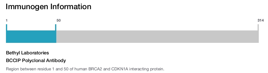 BCCIP Polyclonal Antibody