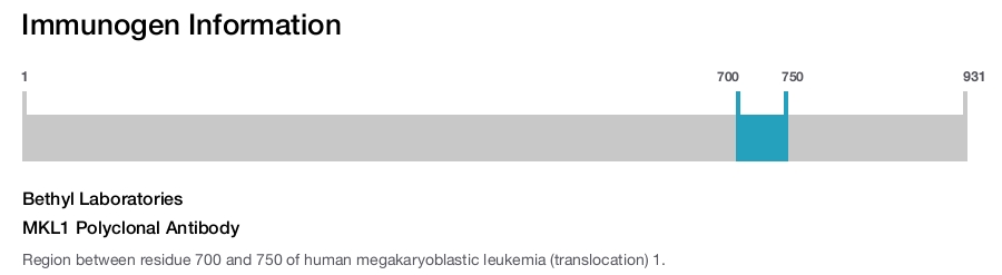 MKL1 Polyclonal Antibody