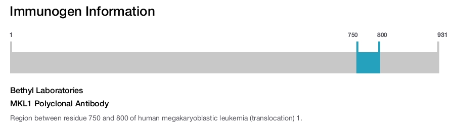 MKL1 Polyclonal Antibody