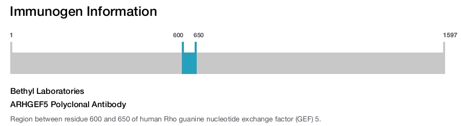 ARHGEF5 Polyclonal Antibody