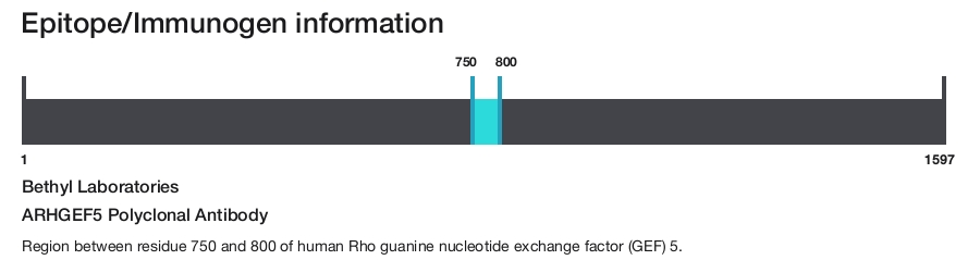 ARHGEF5 Polyclonal Antibody