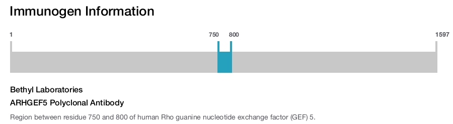 ARHGEF5 Polyclonal Antibody