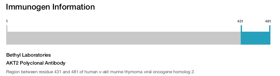 AKT2 Polyclonal Antibody