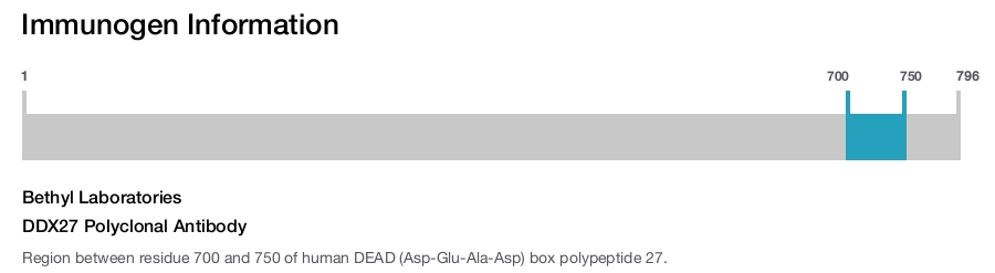 DDX27 Polyclonal Antibody