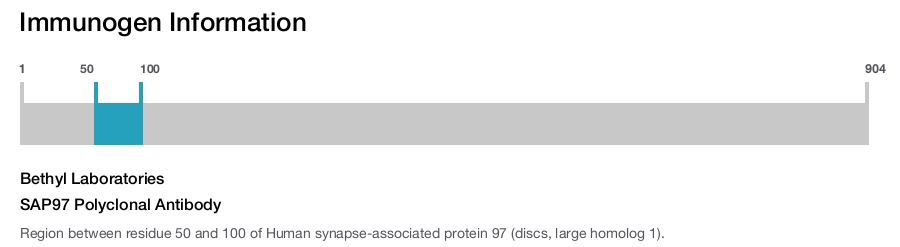 SAP97 Polyclonal Antibody