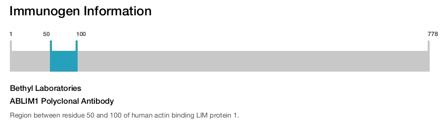 ABLIM1 Polyclonal Antibody