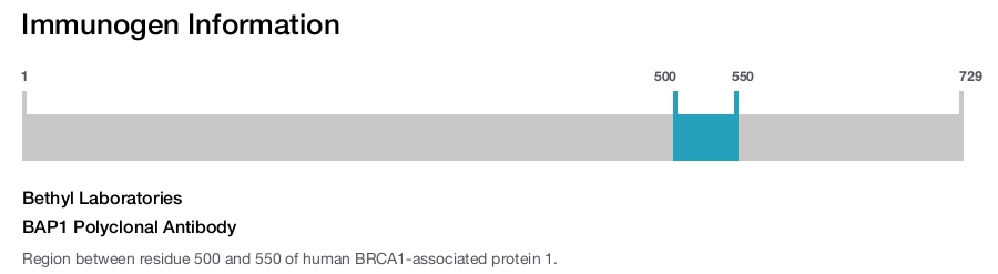BAP1 Polyclonal Antibody