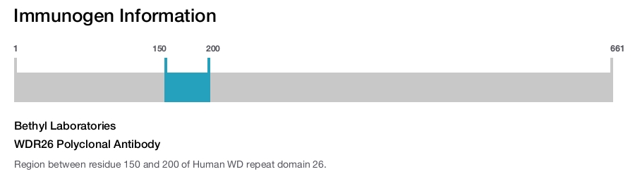 WDR26 Polyclonal Antibody