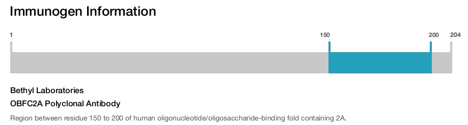 OBFC2A Polyclonal Antibody